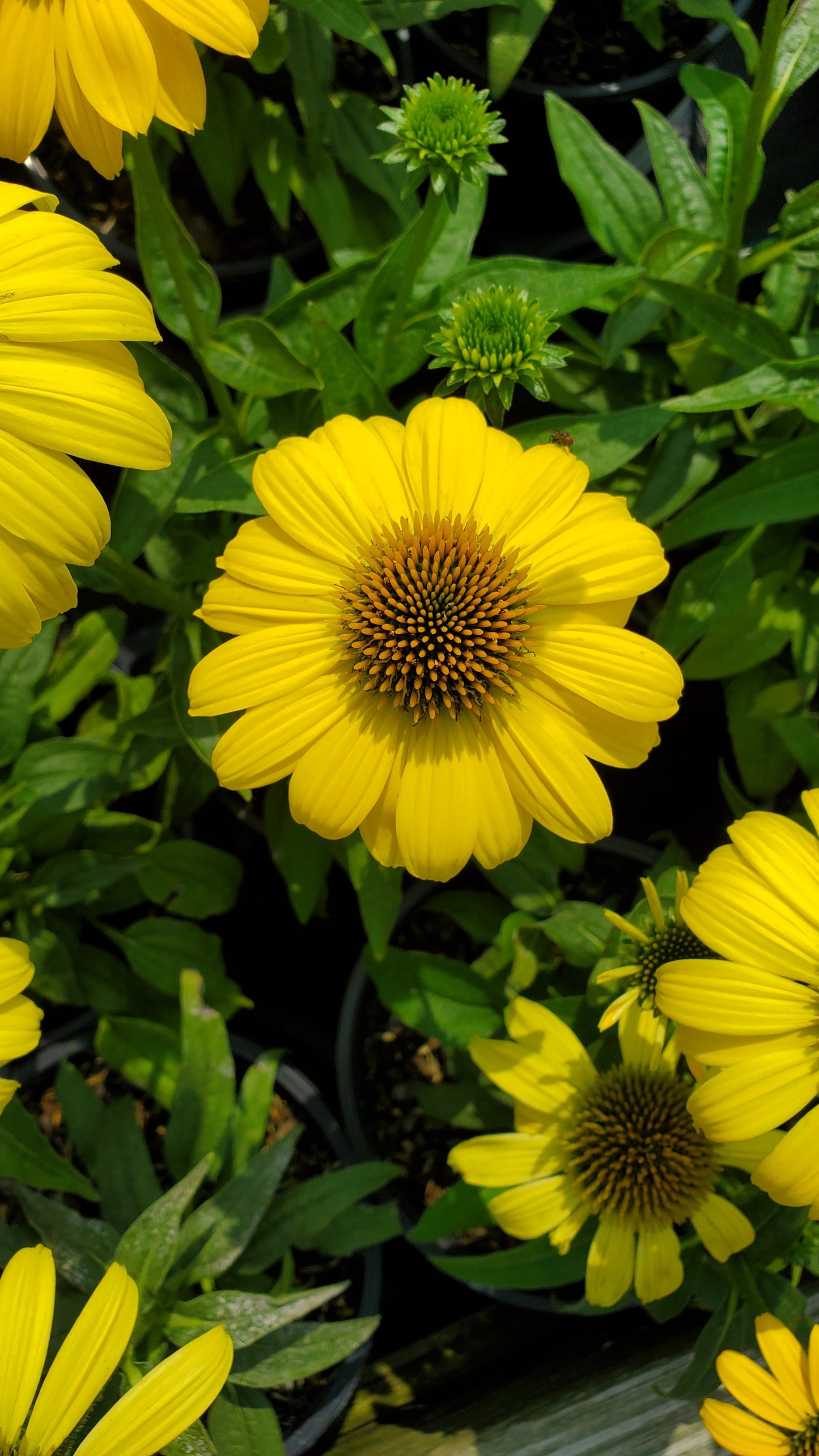 Lemon Yellow Improved Cone Flower