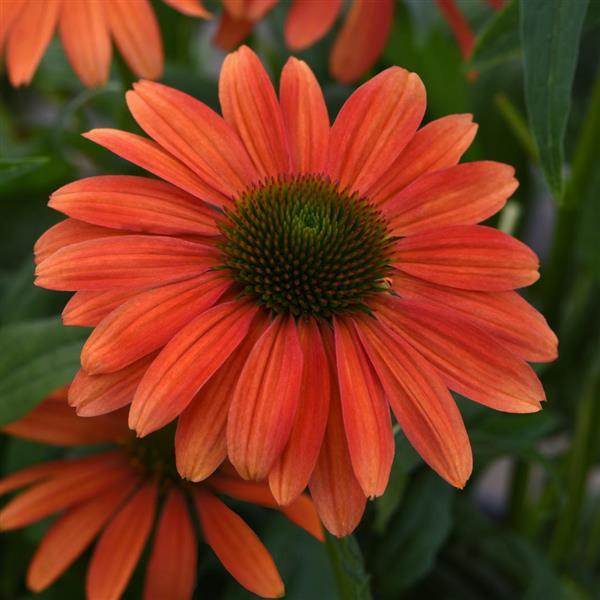 Sombrero® Tango Tangerine Coneflower