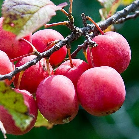 Plum Tree 'American'