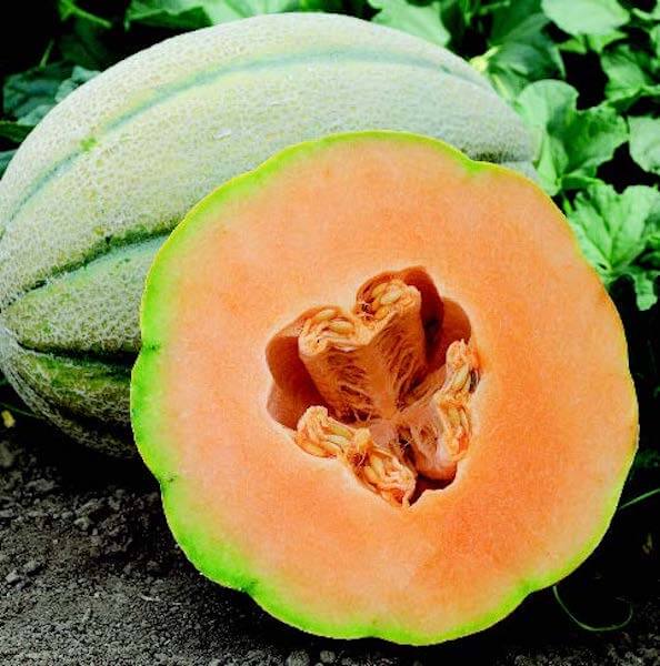 El Gordo Hybrid Cantaloupe Seeds