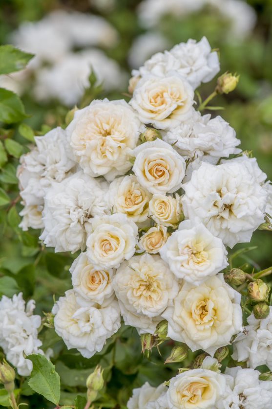 The White Drift® Rose