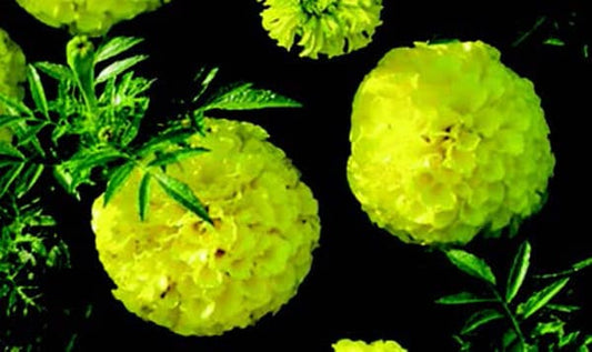 First Lady Hybrid Marigold Seeds