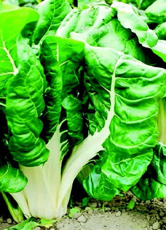 Fordhook Giant Swiss Chard Seeds