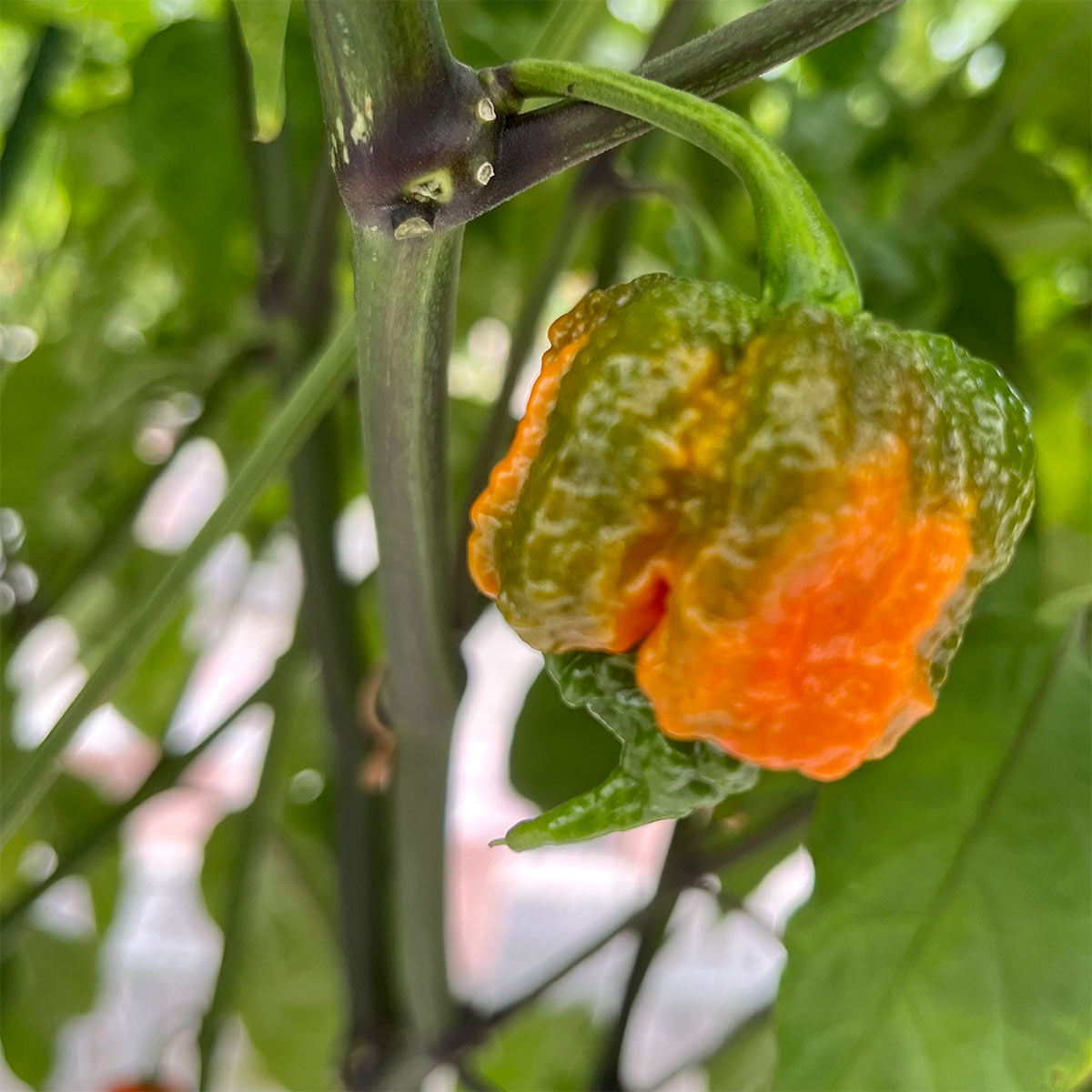 Carolina Reaper Pepper Seeds | HP22B