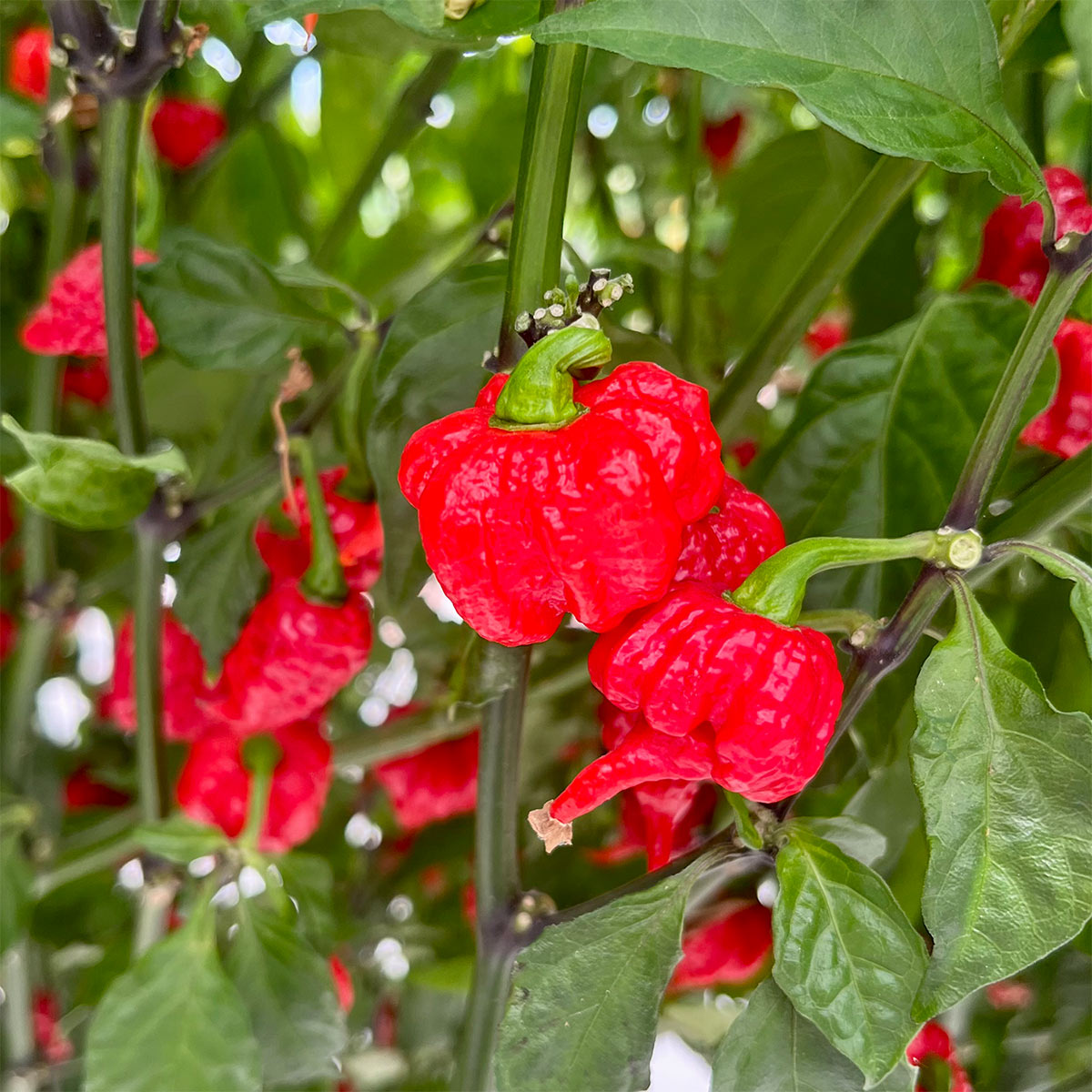 Carolina Reaper Pepper Seeds | HP22B