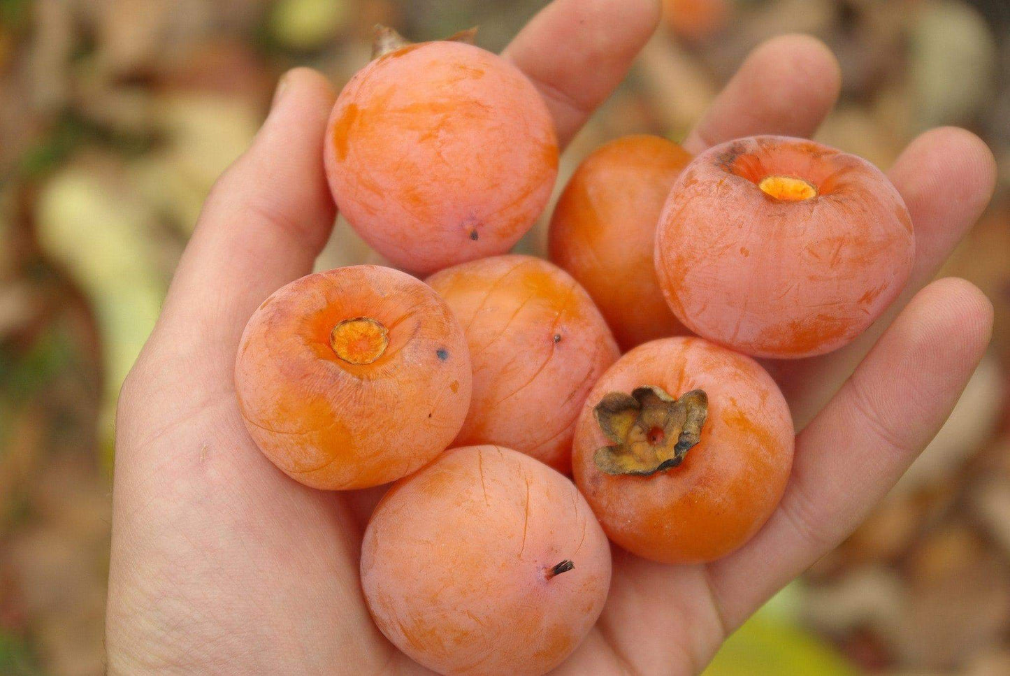 Persimmon Tree "American"