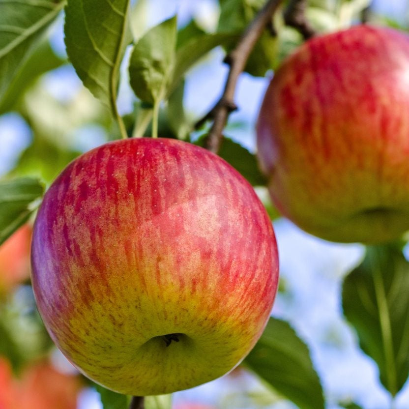 Apple Tree 'Fuji'