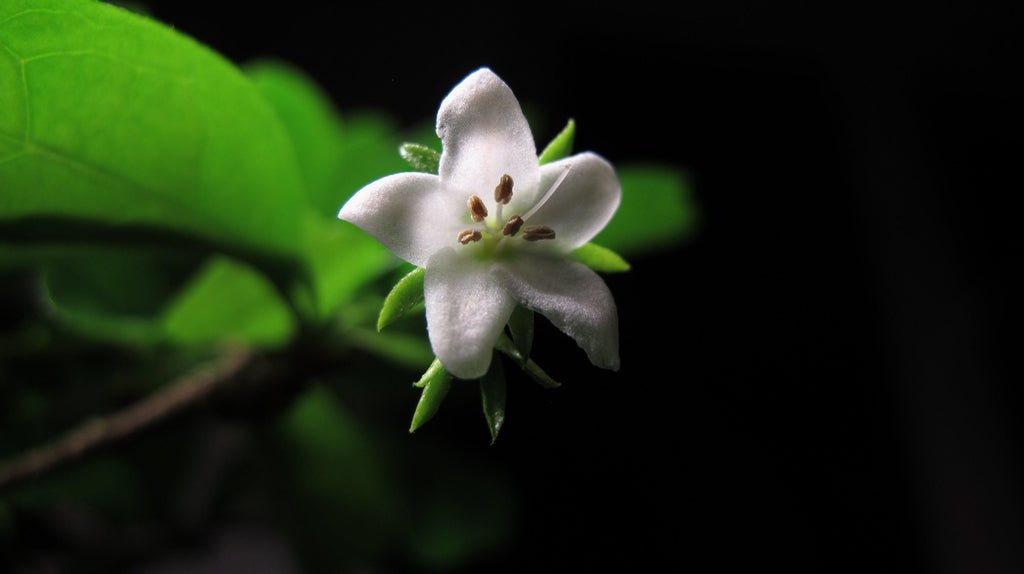 22 Year Old Flowering Fukien Tea Specimen Bonsai Tree