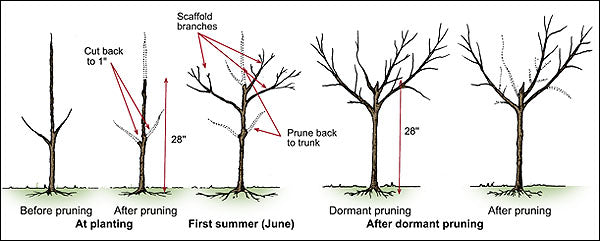 Peach Tree 'Belle of Georgia'