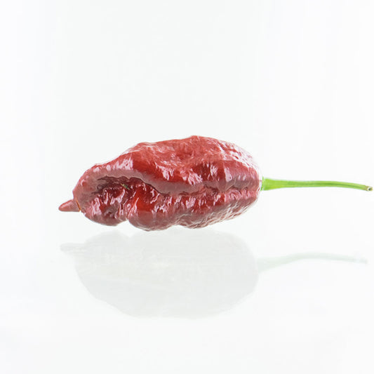 Chocolate Gator Jigsaw Chili Pepper Seeds