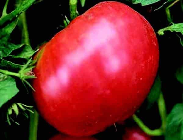 German Pink Tomato Seeds