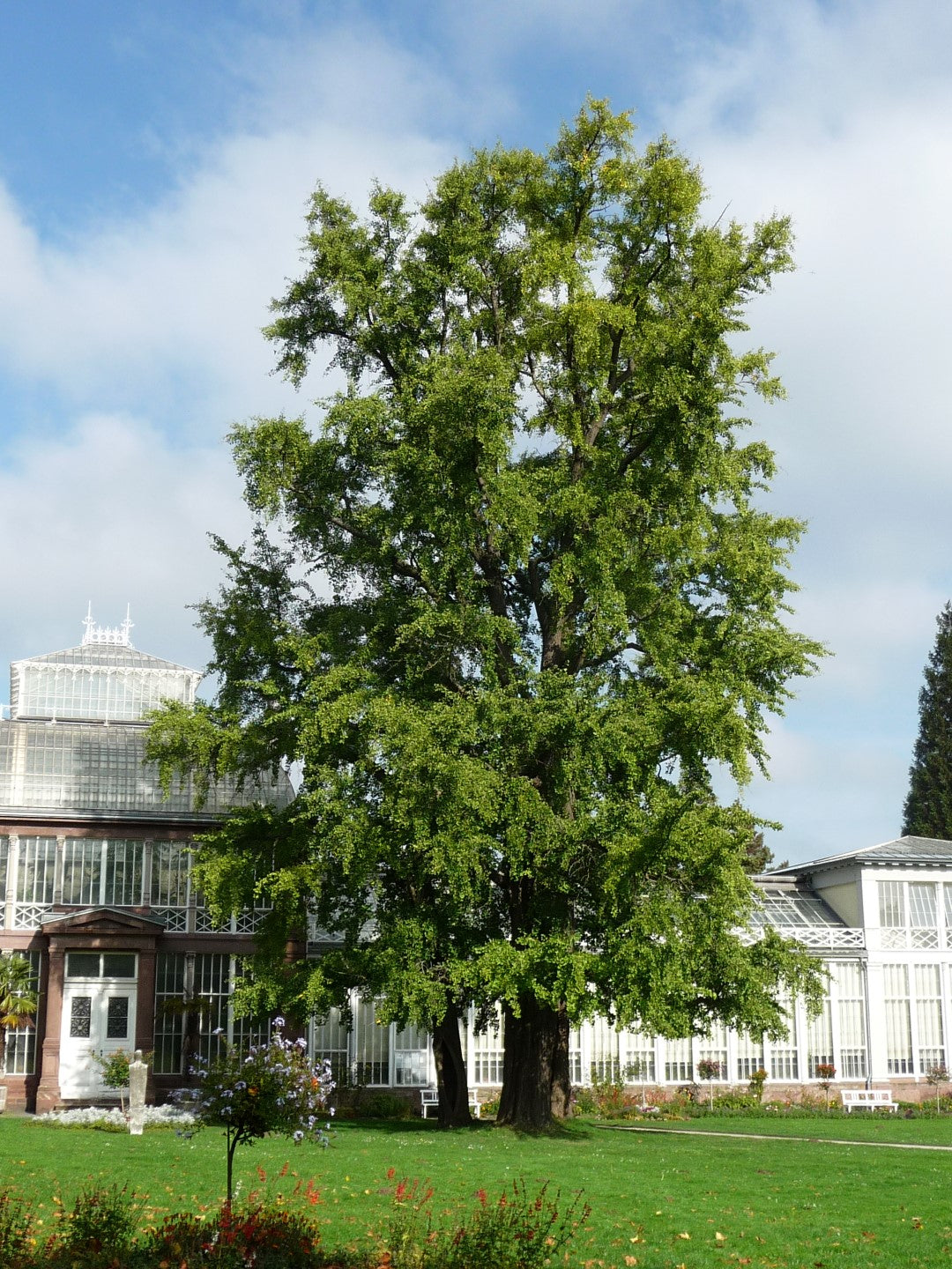 Ginkgo Biloba