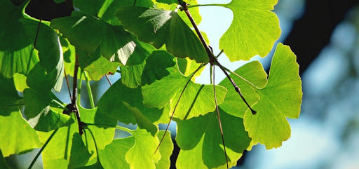 Ginkgo Biloba