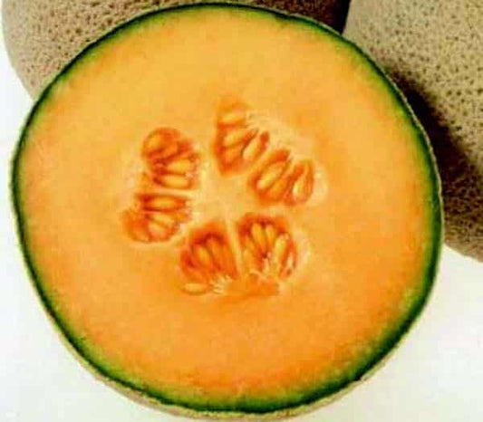 Goddess Hybrid Melon Seeds