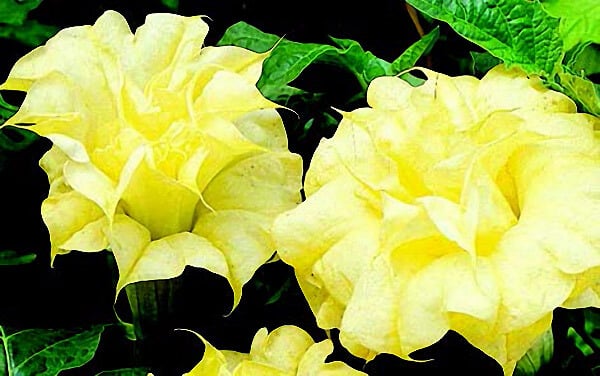 Double Golden Angels Trumpet Seeds