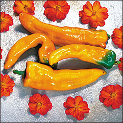 Golden Treasure Sweet Pepper Seeds