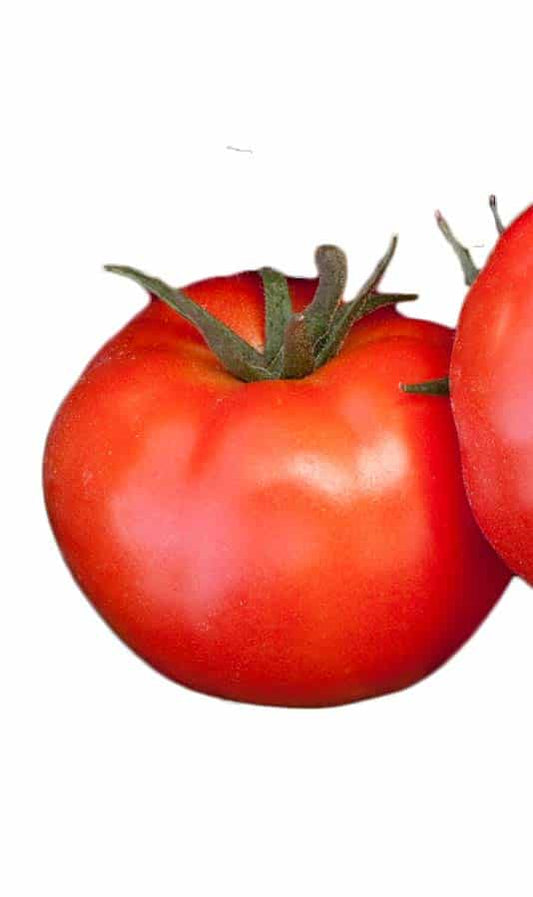 Goliath Giant Early Bush Hybrid Tomato Seeds