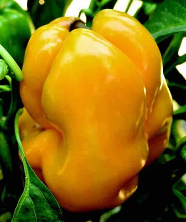 Goliath Goldrush Hybrid Pepper Seeds