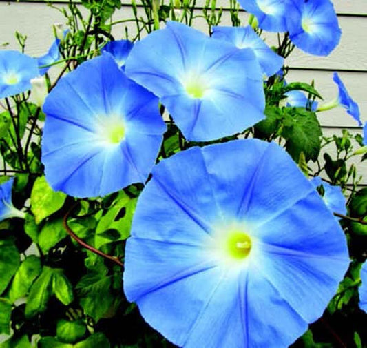 Heavenly Blue Morning Glory Seeds