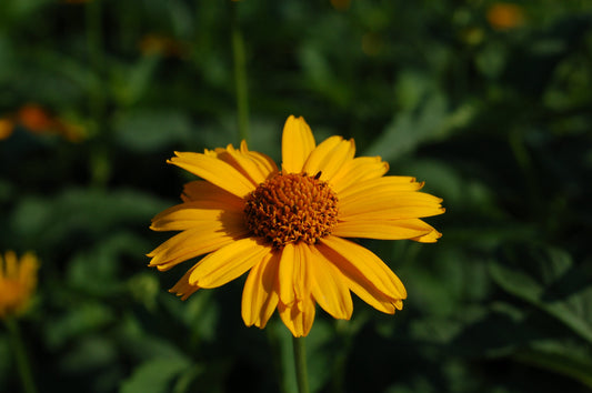 Tuscan Sun False Sunflower