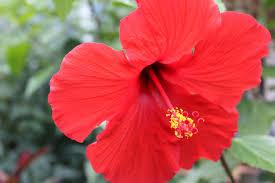 Red Hibiscus Bonsai Tree