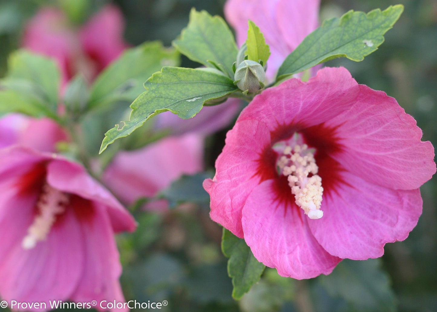 Lil' Kim®Red Rose of Sharon