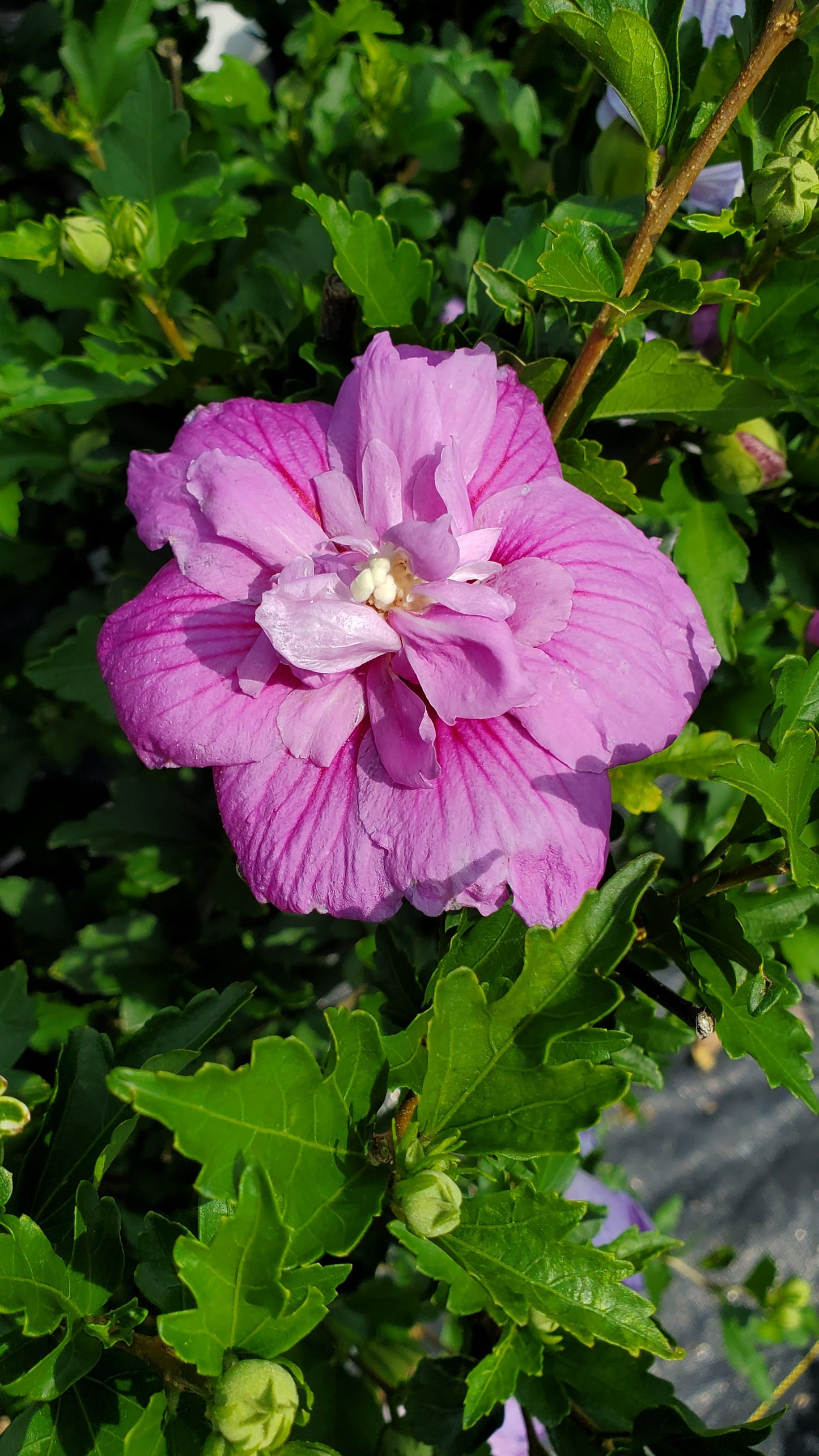 Dark Lavender Chiffon® Rose of Sharon