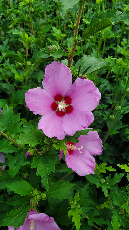 French Cabaret™ Blush Hibiscus