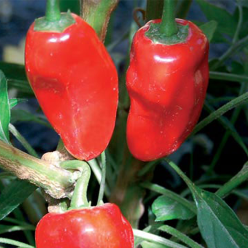 Hinkelhatz Pepper Seeds