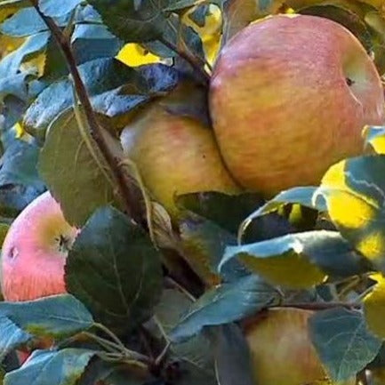 Apple Tree 'Honey Crisp'