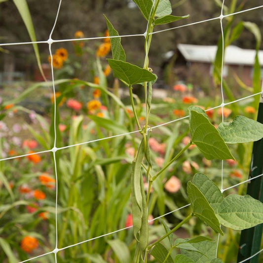 Hortonova Trellis (4' x 50')