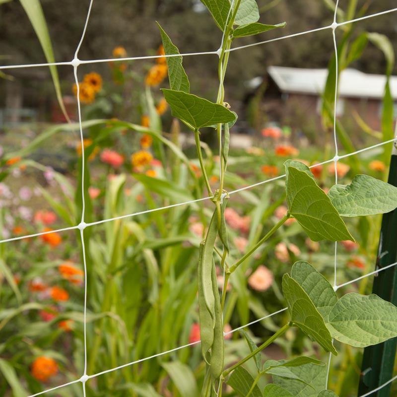 Hortonova Trellis (4' x 500')