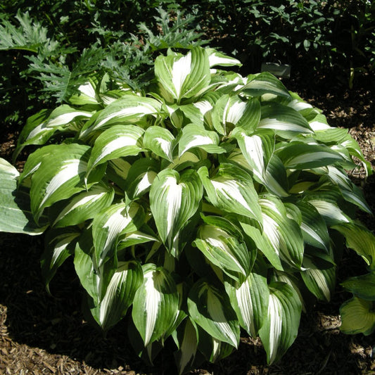 Hosta 'Night Before Christmas'