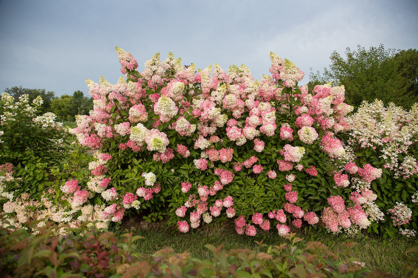 Berry White® Hydrangea