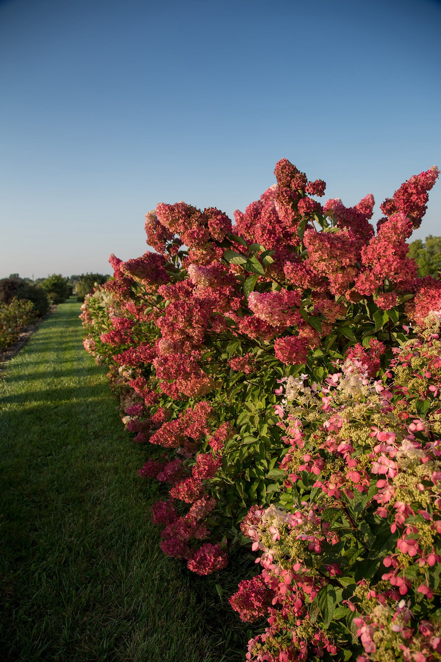 Berry White® Hydrangea