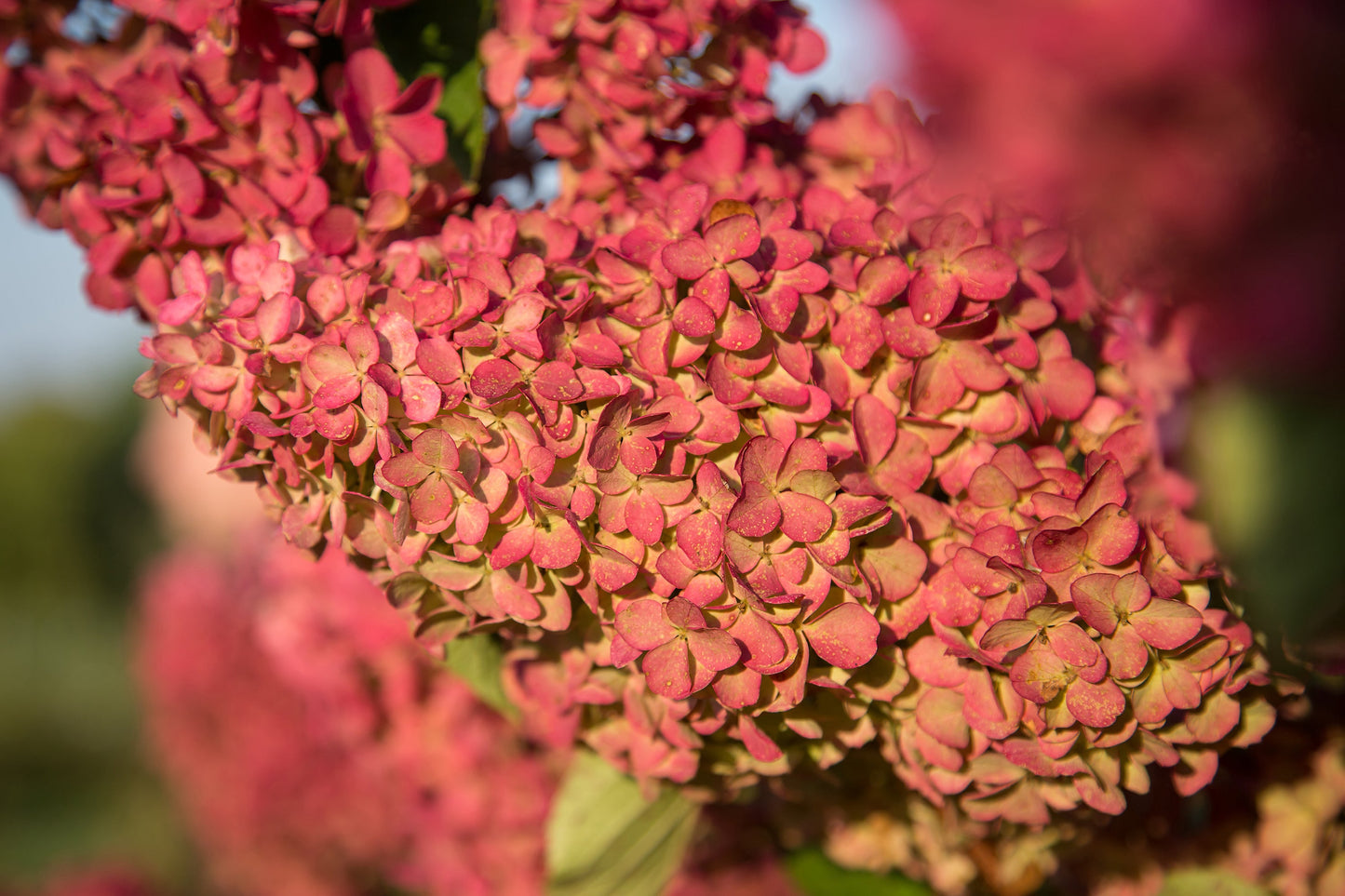 Berry White® Hydrangea