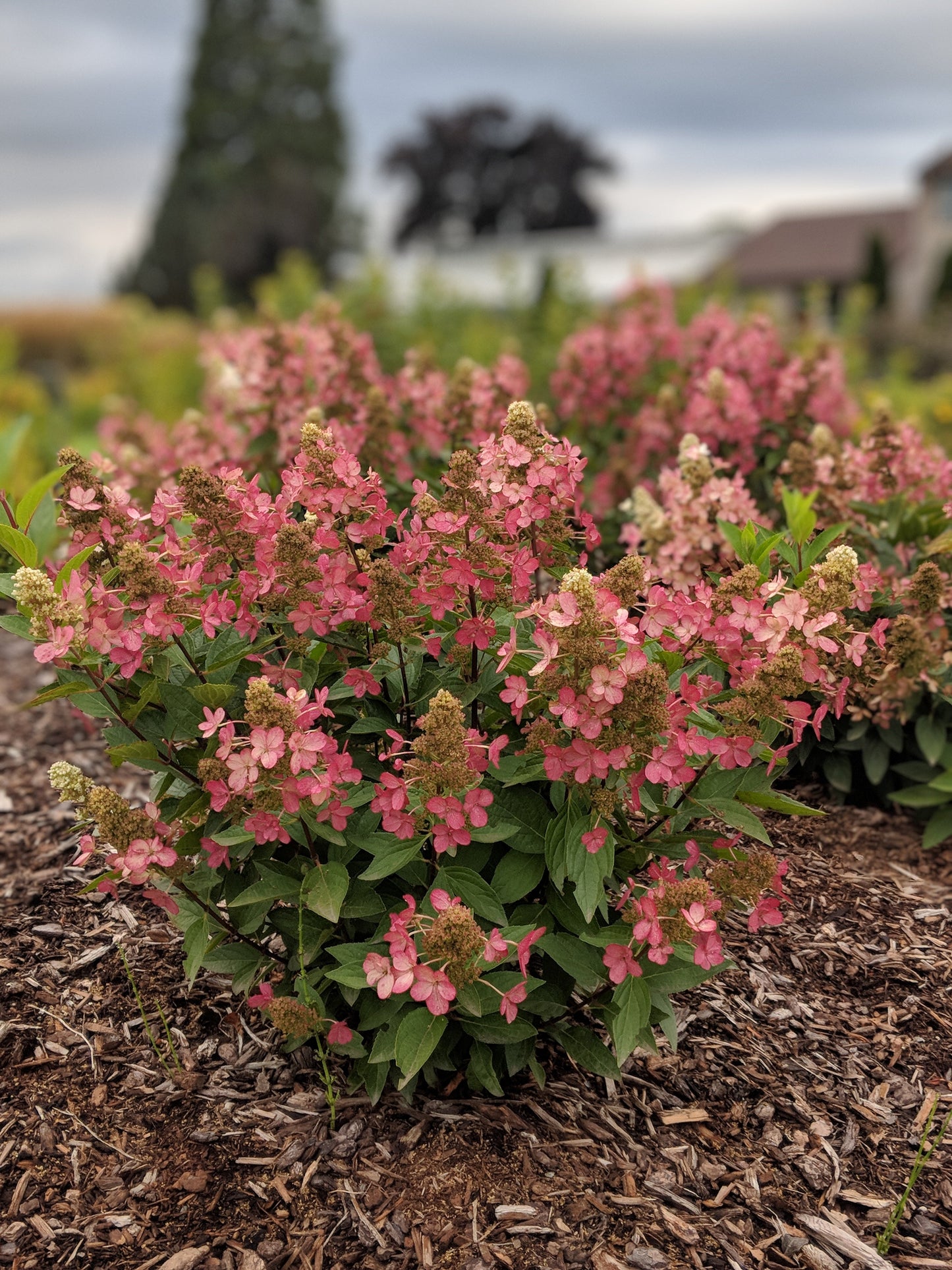 Flare™ Hydrangea