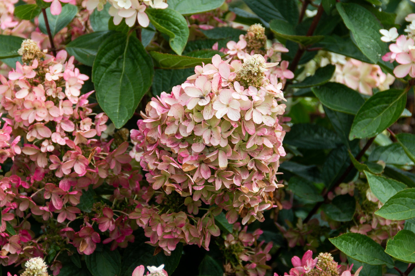 Flare™ Hydrangea