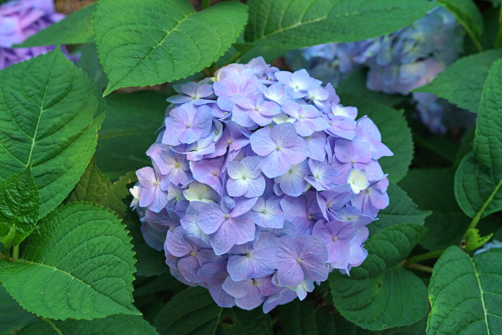 Let's Dance Sky View® Reblooming Hydrangea