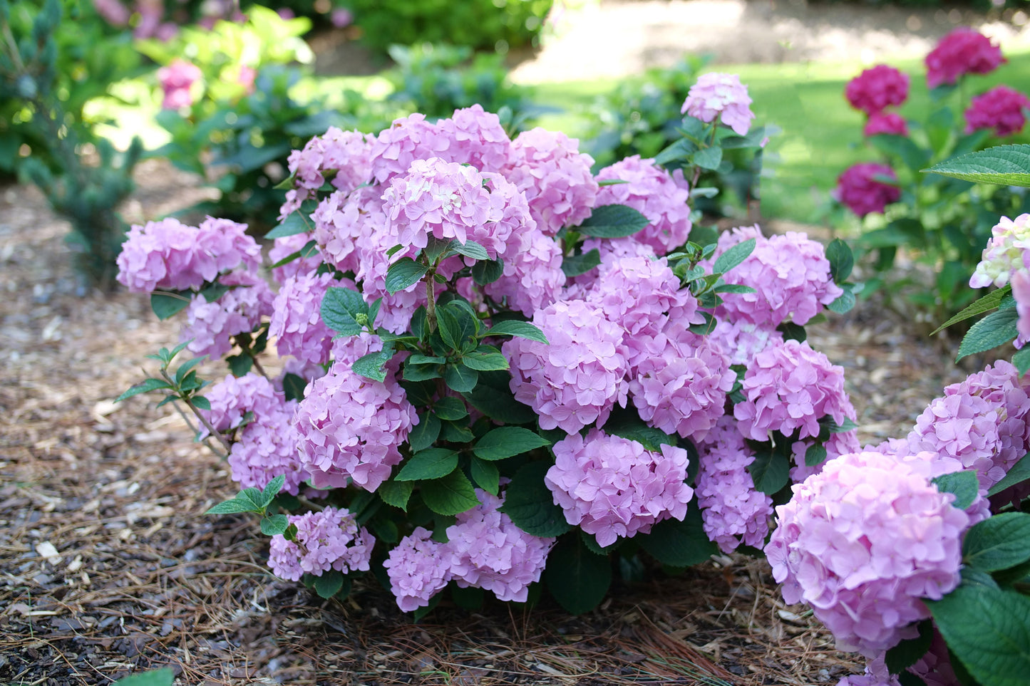 Let's Dance Sky View® Reblooming Hydrangea