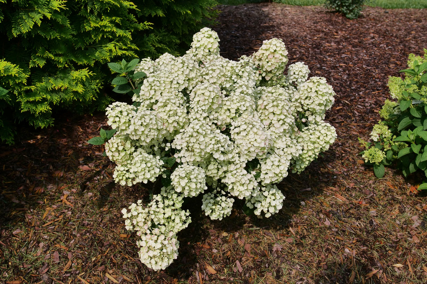 Tiny Quick Fire® Panicle Hydrangea