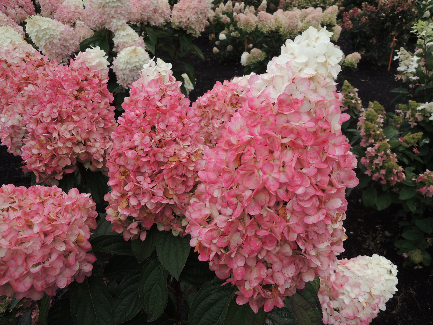 Magical® Ruby Snow Hydrangea