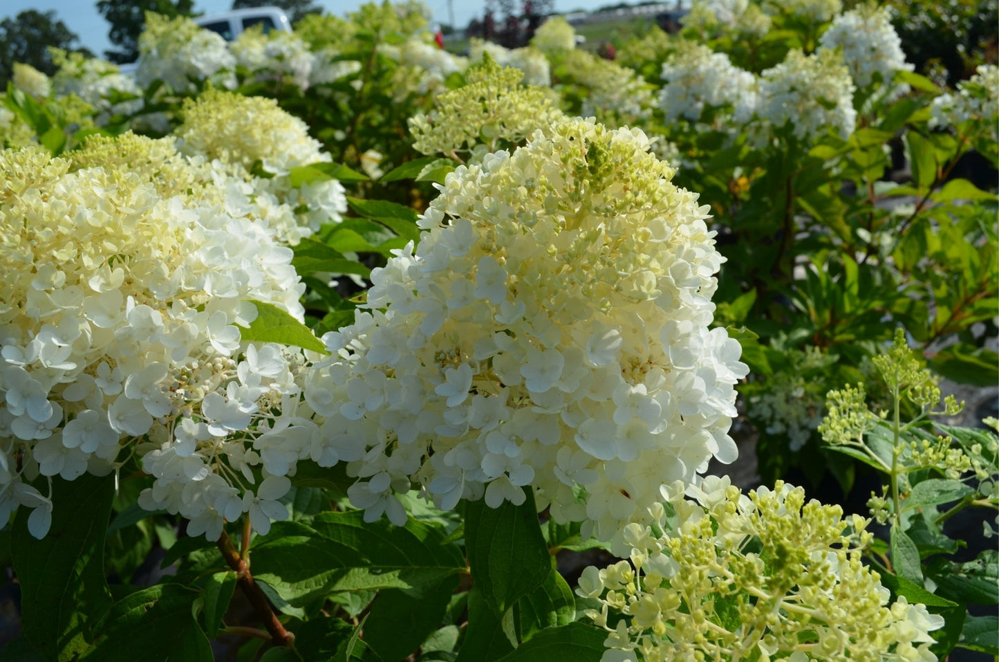 Magical® Ruby Snow Hydrangea