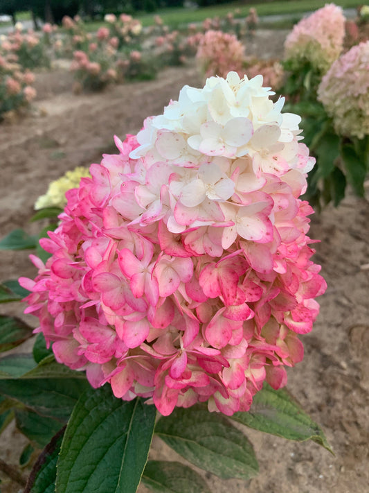 Magical® Ruby Snow Hydrangea