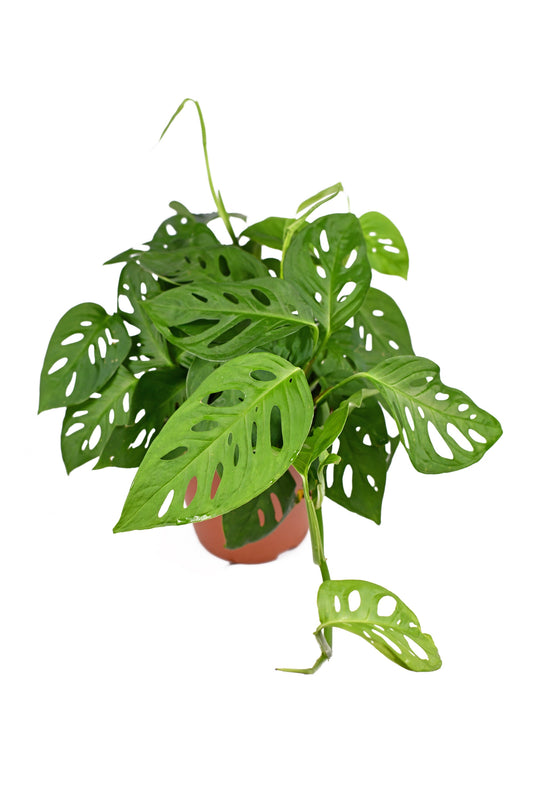 Monstera Adansonii