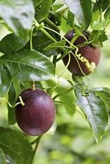1 Purple Passion Fruit Plant 5 Gallon Size