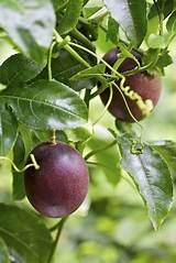 1 Purple Passion Fruit Plant 5 Gallon Size Healtny Harvesters