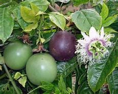 1 Purple Passion Fruit Plant Large 5 Gallon Size