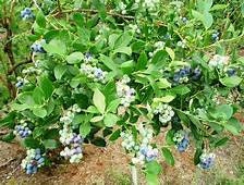 Jewel Southern Highbush Blueberry Plant Two Gallon Healtny Harvesters