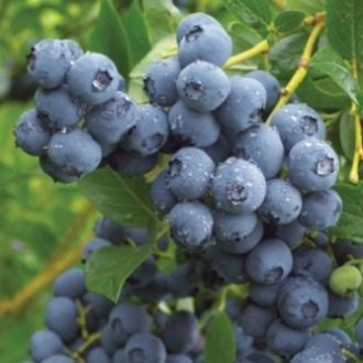 Jewel Southern Highbush Blueberry Plant Two Gallon Healtny Harvesters